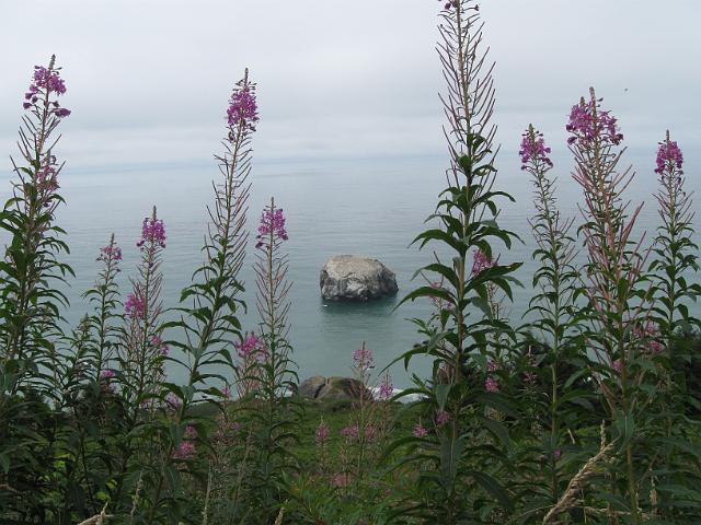 Bolan Mt & Redwoods-166.JPG - Coastal Drive